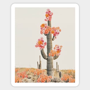 Cactus in desert with flowers Sticker